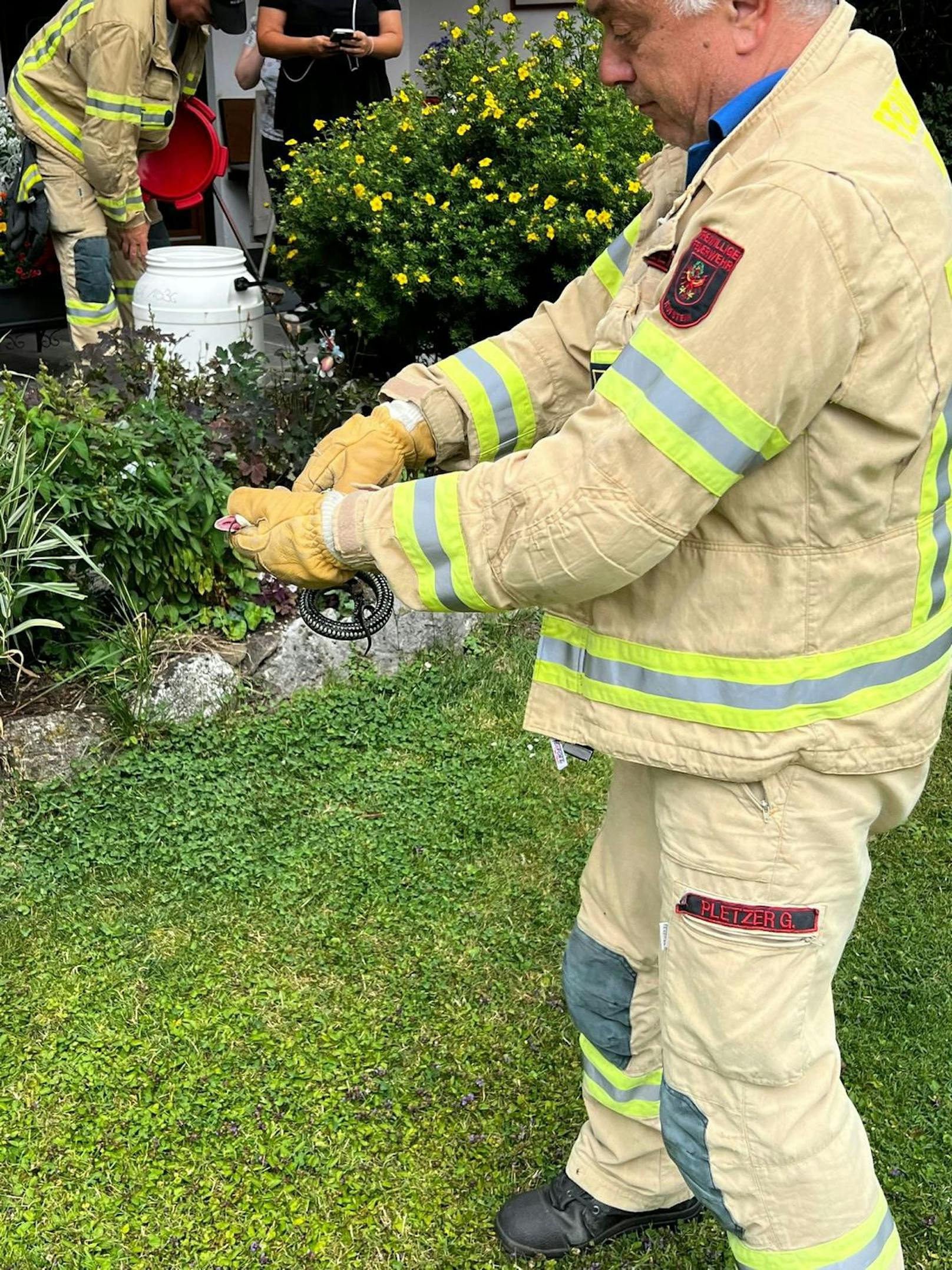 Beinahe täglich stehen derzeit für die Freiwilligen Feuerwehren die Rettungen bzw. Bergung von Schlangen am Programm.