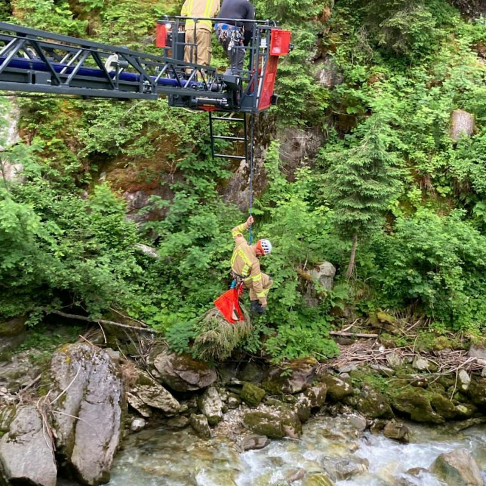 Schaf in Not – Feuerwehr rückt mit Drehleiter an