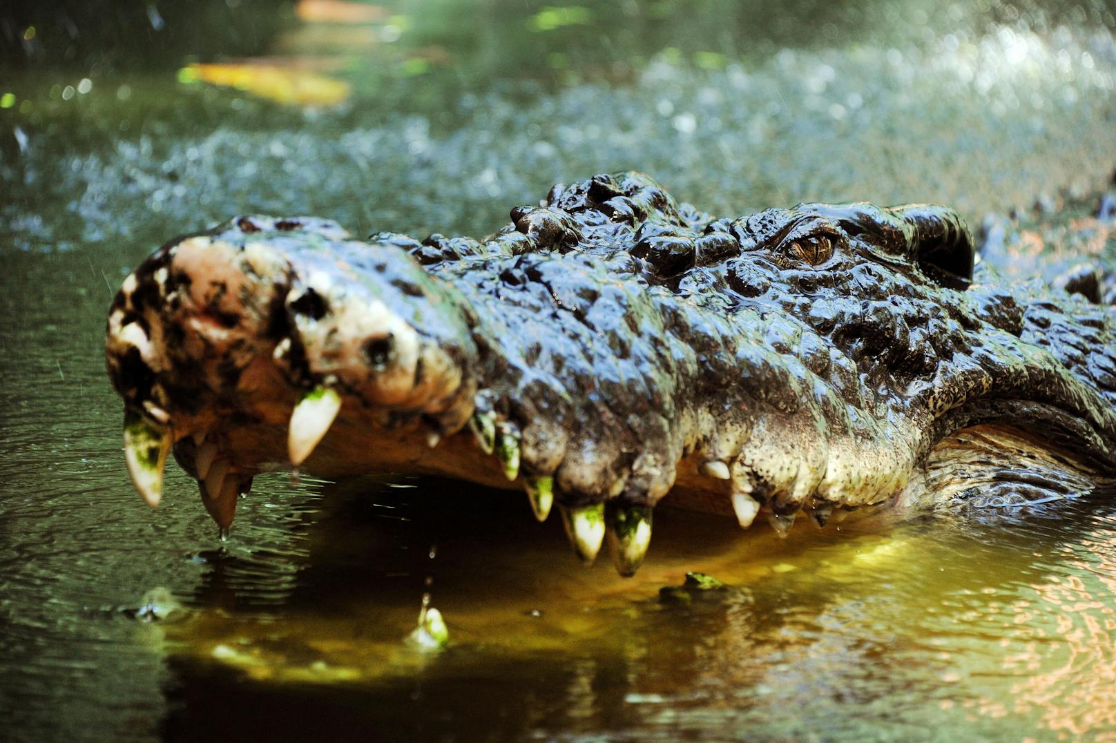 Gestatten? "Cassius" - das größte Krokodil der Welt.