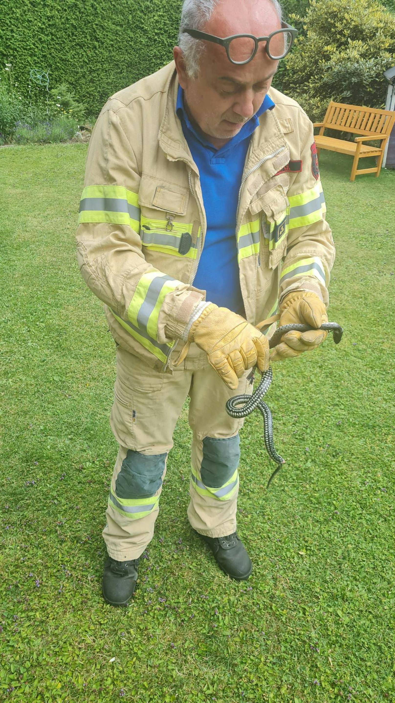 Beinahe täglich stehen derzeit für die Freiwilligen Feuerwehren die Rettungen bzw. Bergung von Schlangen am Programm.