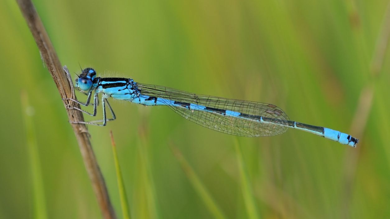 Auf diesem Bild sieht man die vom Aussterben bedrohte "Gabel-Azurjungfer". 