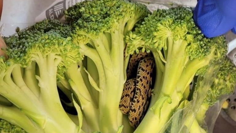 Eine Schlange fand ein Aldi-Kunde im Broccoli, den er kurz zuvor in einer Filiale des Discounters gekauft hatte