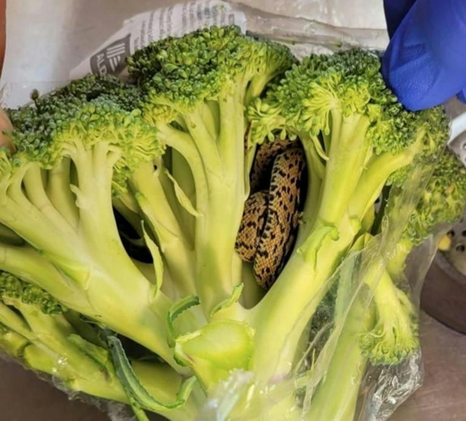 "Beängstigend" – Aldi-Kunde findet Schlange im Brokkoli