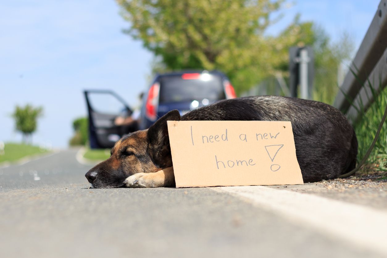 Trotz drohender zwei Jahre Haft, werden Haustiere in der Urlaubszeit gerne ausgesetzt.