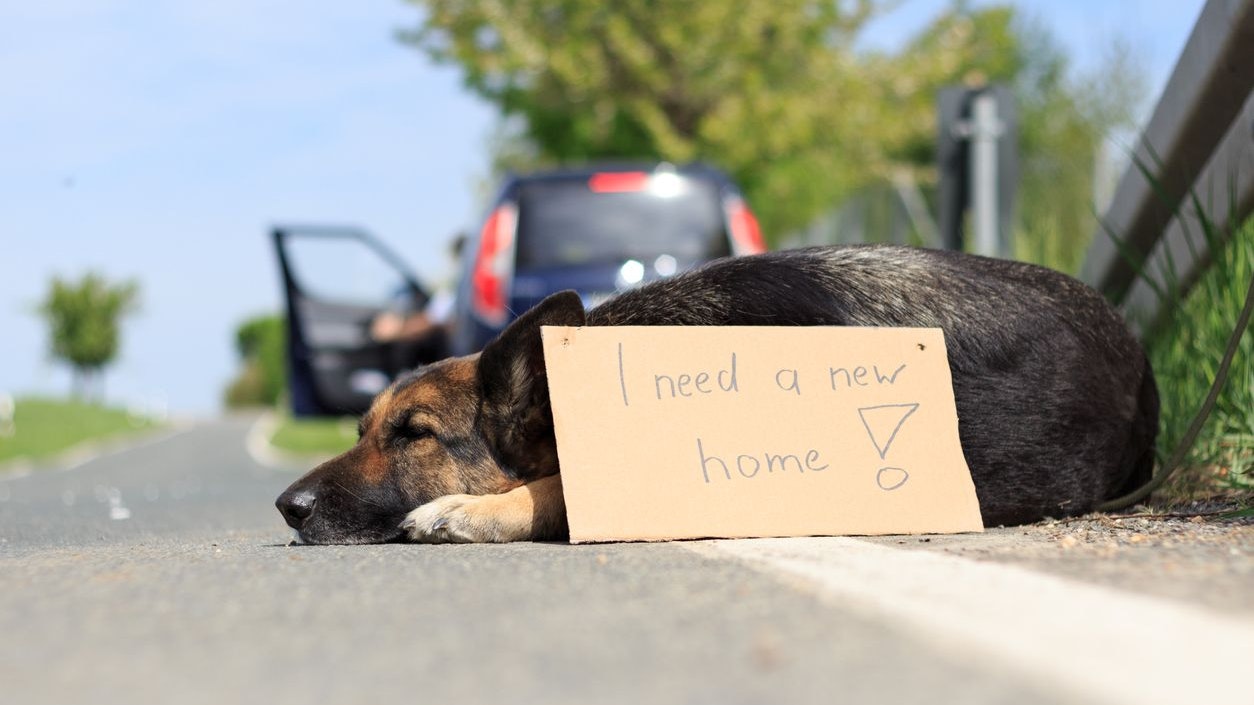 abandoned dog