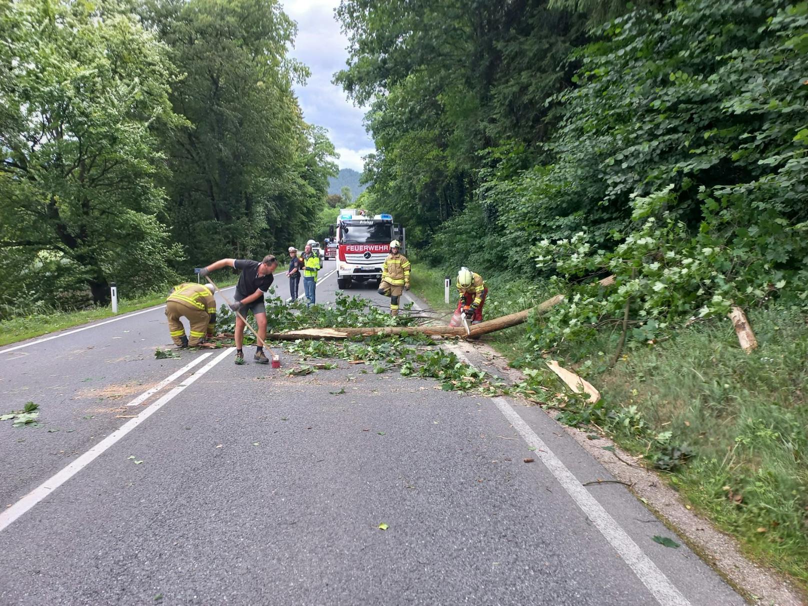 Ein Starker Sturm entwurzelte Mittwochnachmittag einen Baum. Dieser stürzte auf die Tiroler Bundesstraße beim Schloss Matzen.