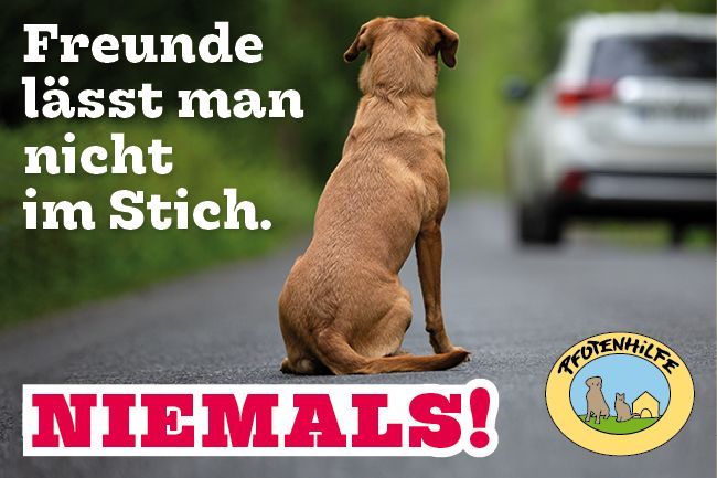 Freunde lässt man nicht im Stich. NIEMALS! 