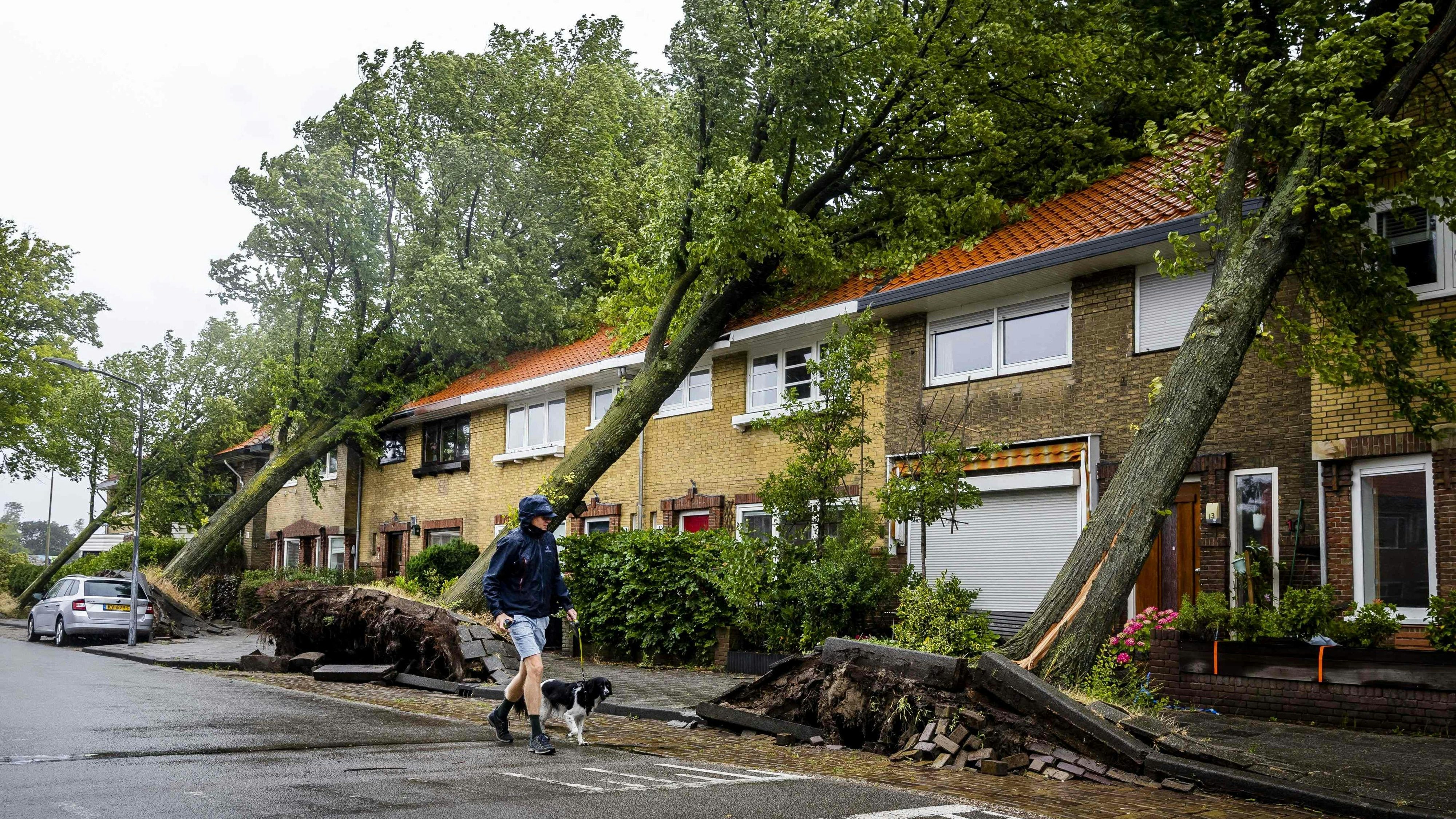Download von www.picturedesk.com am 05.07.2023 (14:15).  A man walk his dog by uprooted trees following a storm in Haarlem, on July 5, 2023. (Photo by Remko de Waal / ANP / AFP) / Netherlands OUT - 20230705_PD2351 - Rechteinfo: Rights Managed (RM) Nur für redaktionelle Nutzung! Werbliche Nutzung erfordert Freigabe: bitte schicken Sie uns eine Anfrage.