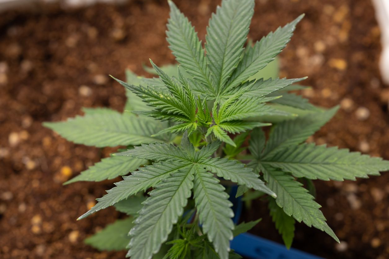 Die Polizei hat eine serbische Tätergruppe ausgeforscht, die rund eine Tonne Cannabis verkauft haben soll.