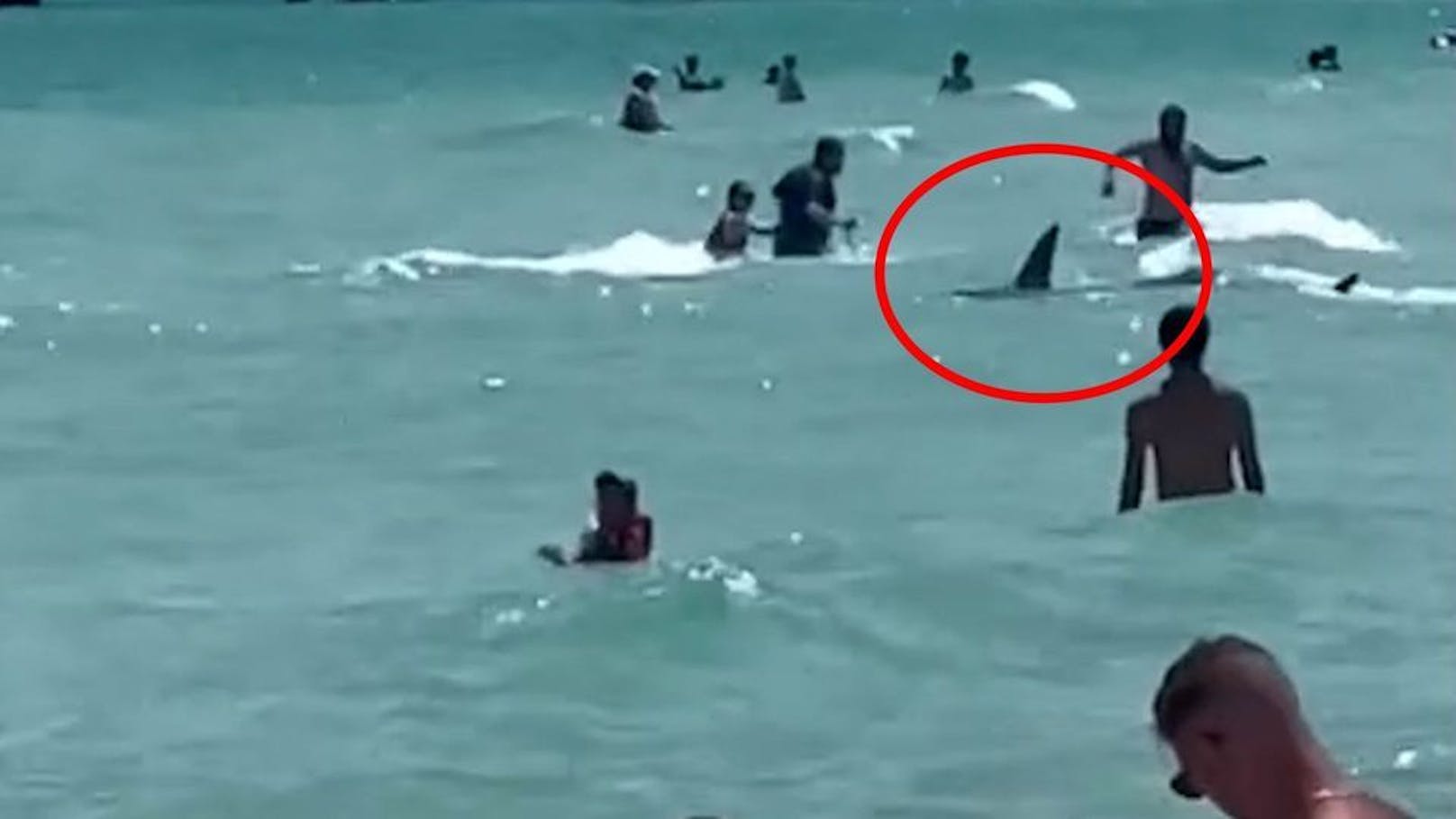 Riesen-Hai taucht an Badestrand zwischen Urlaubern auf
