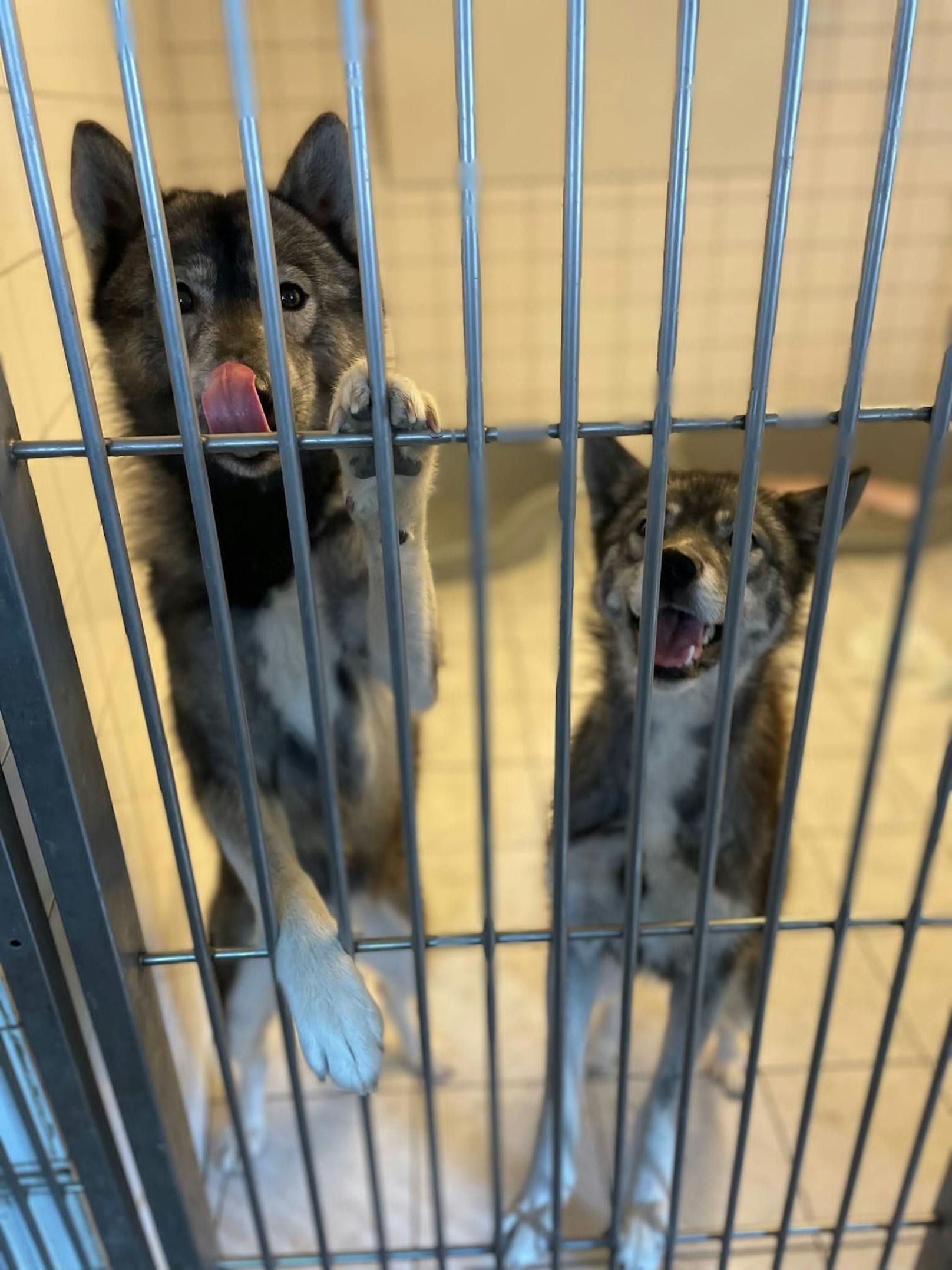 Laut dem Tierheim Bruck hätten die Hunde Durchfall und seien äußerst hungrig.