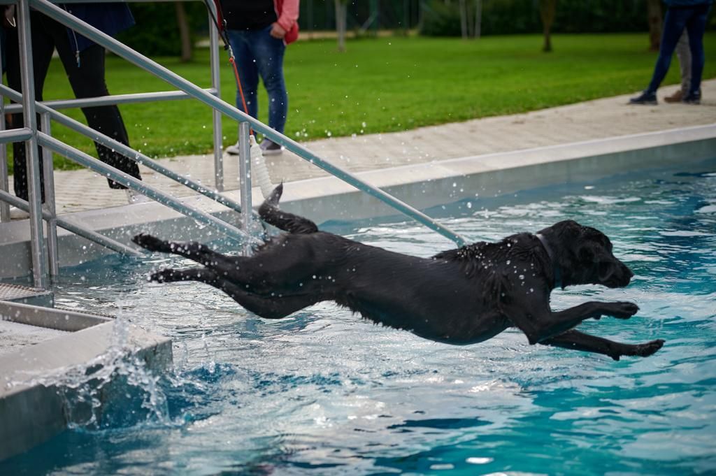 Hundebadetag in Mistelbach