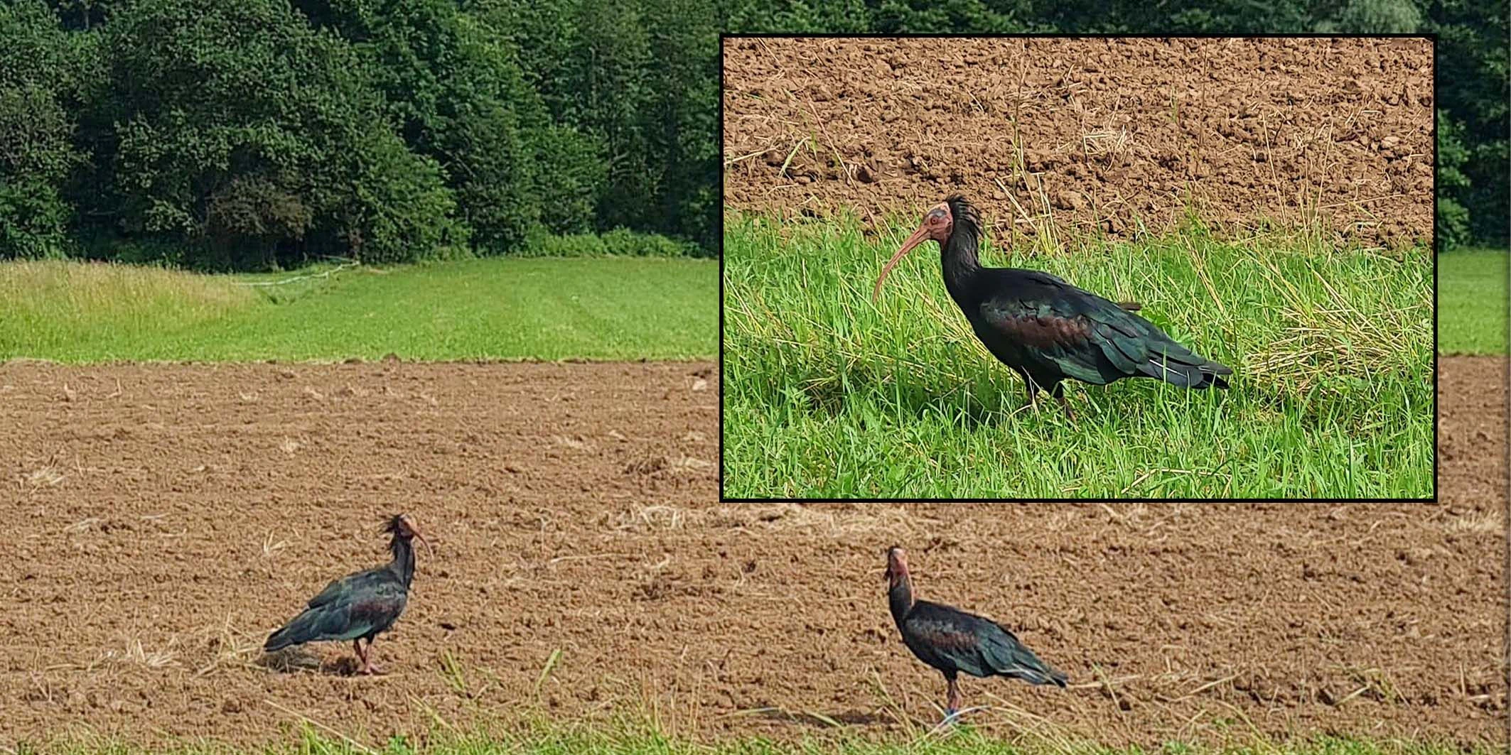 Der Waldrapp ist in Österreich nicht mehr selbstverständlich.