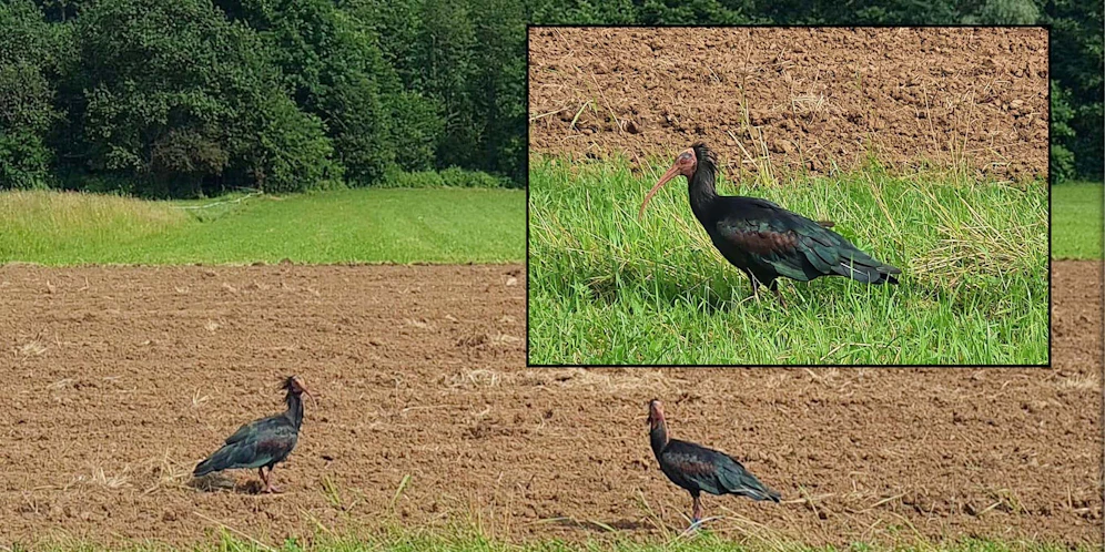 Ein seltenes Vogel-Pärchen zu Besuch in Althofen (Kärnten).