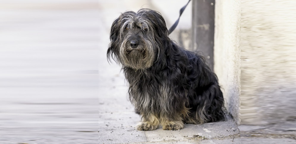 Teuerung und Urlaubszeit: Aktuell werden besonders viele Vierbeiner ihrem Schicksal überlassen.