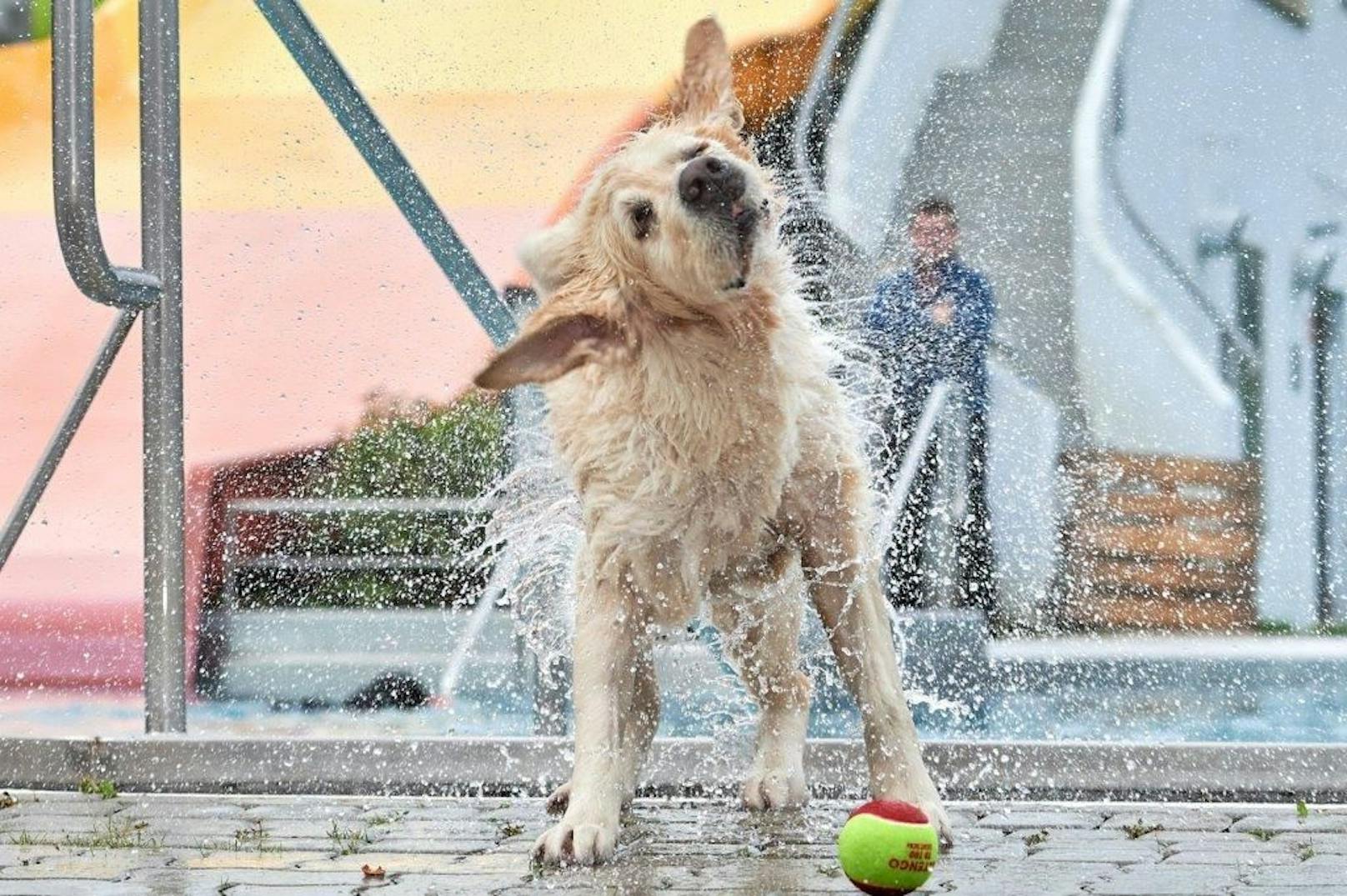 Hundebadetag in Mistelbach