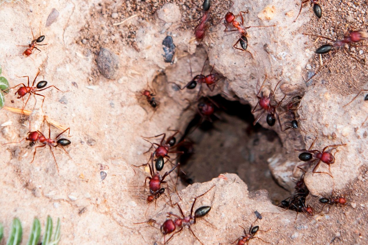 Red Ant and entrance of the anthill
