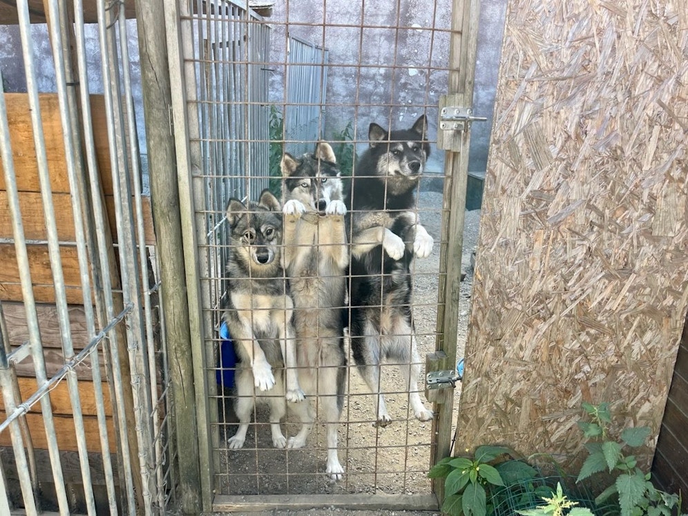 14 Huskys wurden beschlagnahmt.