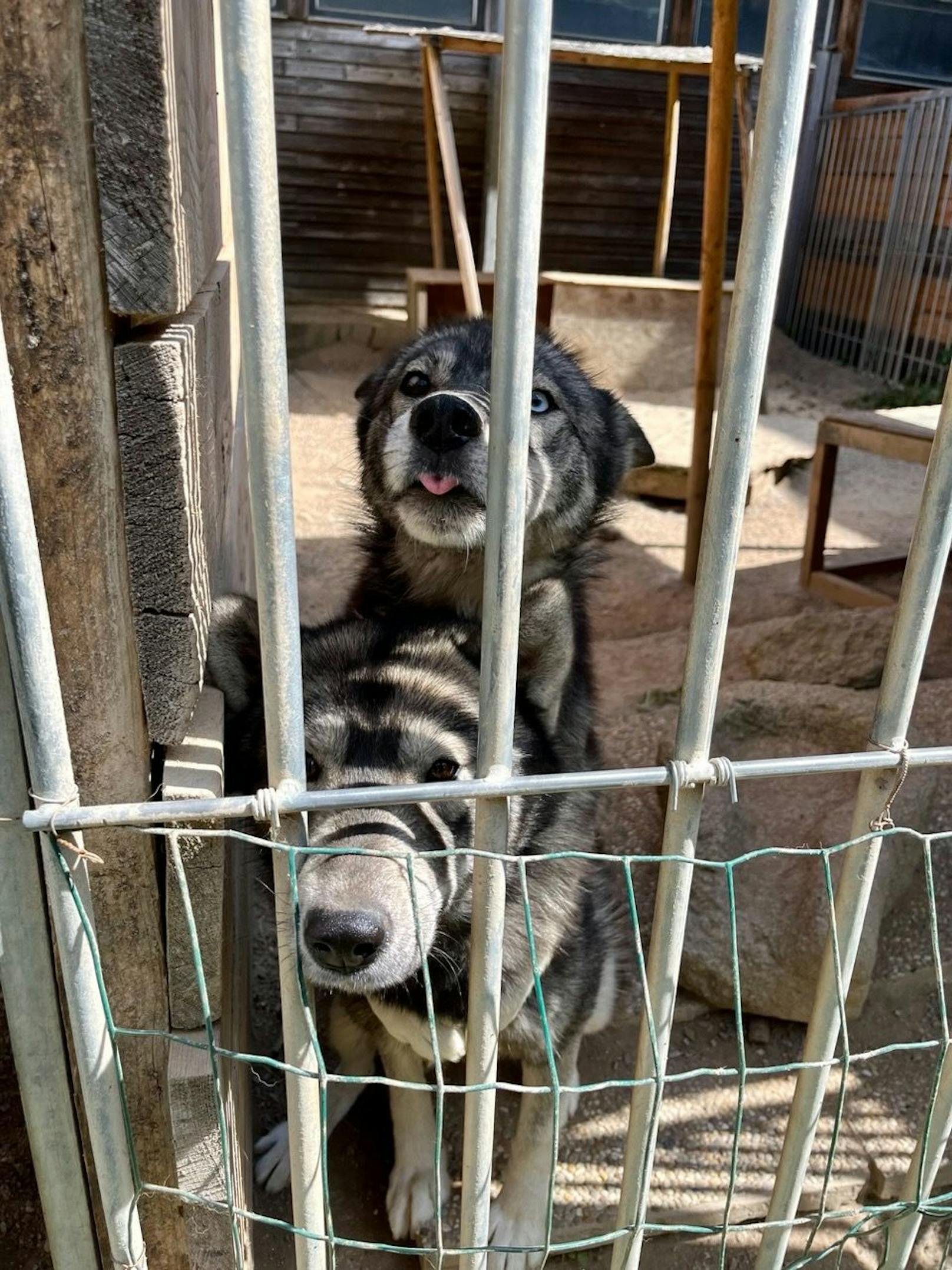 Zahlreiche Hunde standen kurz vor dem Hungertod.