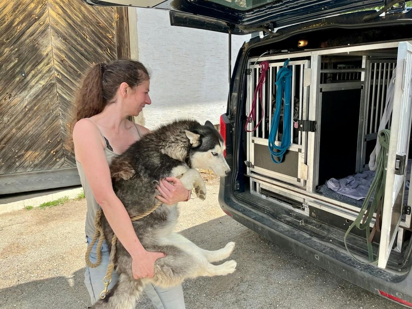 Tierheim-Mitarbeiter versorgten die Hunde nach der Abnahme.