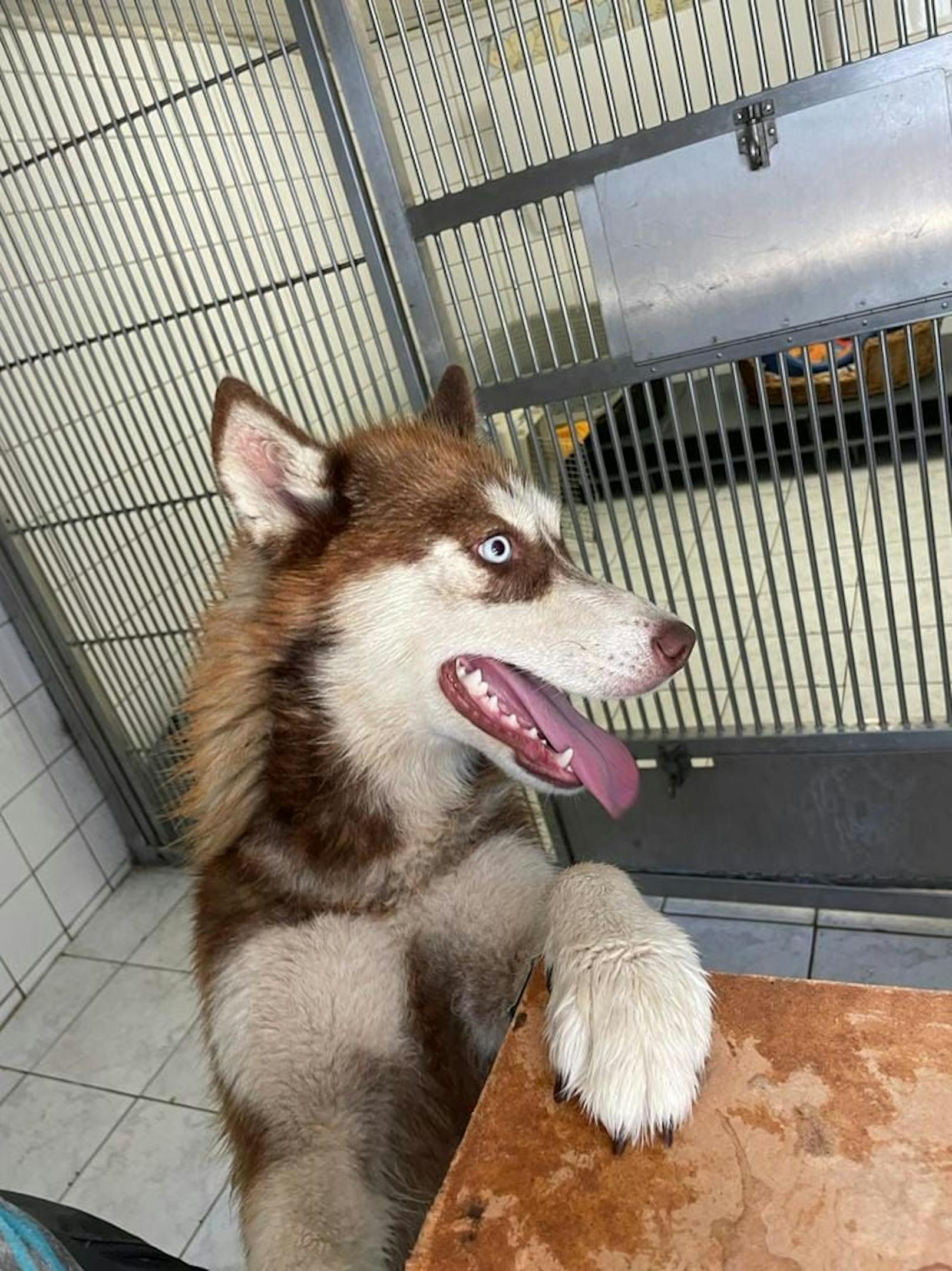 Auch in Krems, Wiener Neustadt und St. Pölten befinden sich die unterernährten Huskys in Obhut.