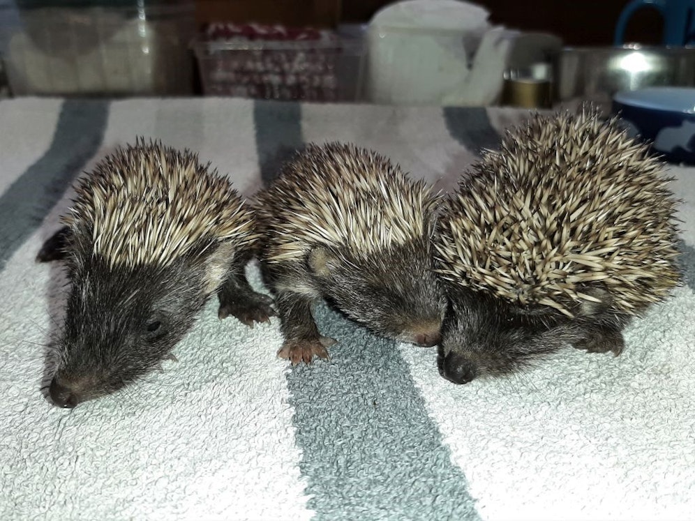 Die Kleinen wurden Ben, Bob und Bibi getauft