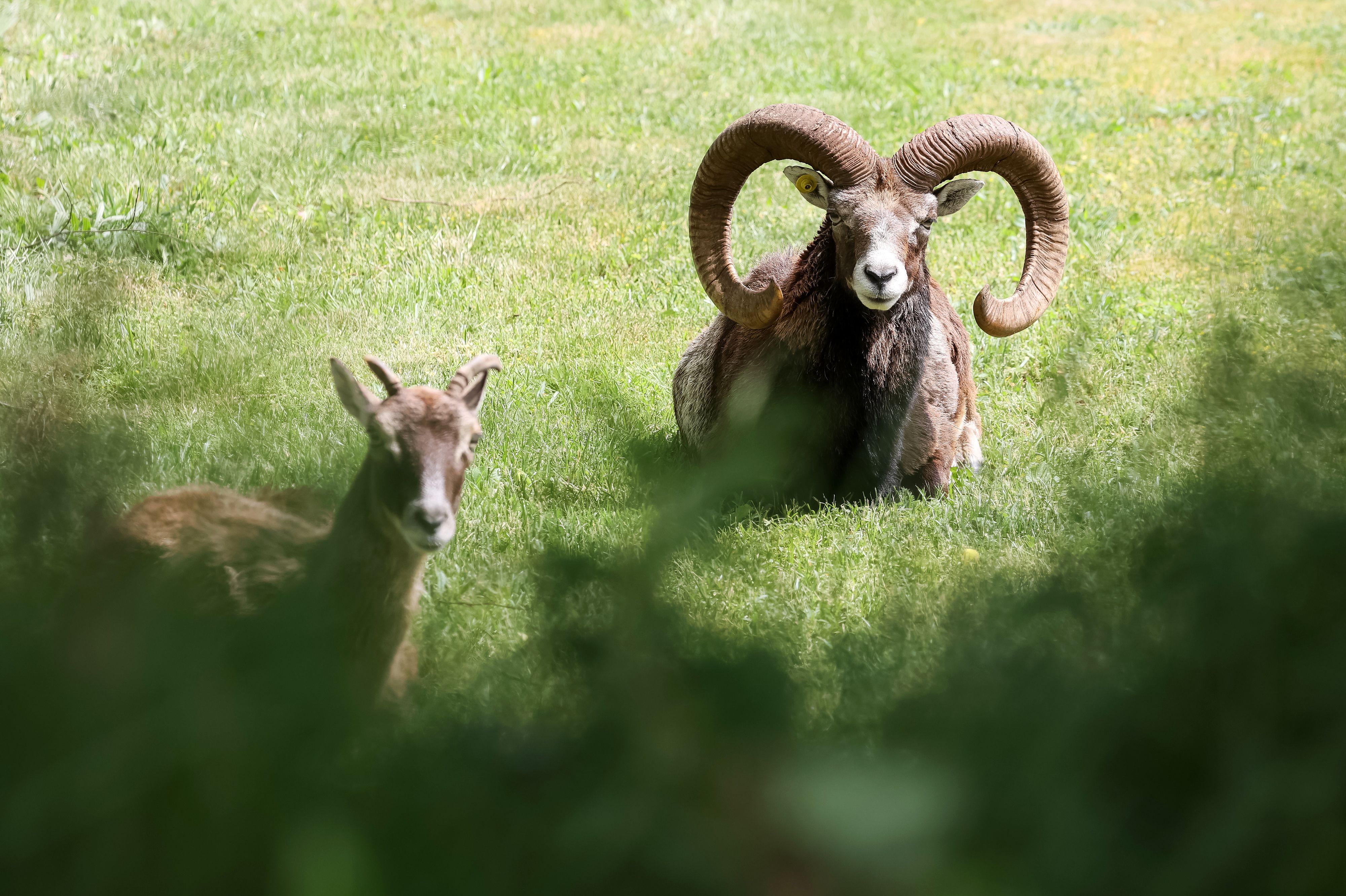 Unbekannte Täter töteten einen Muffelwidder.