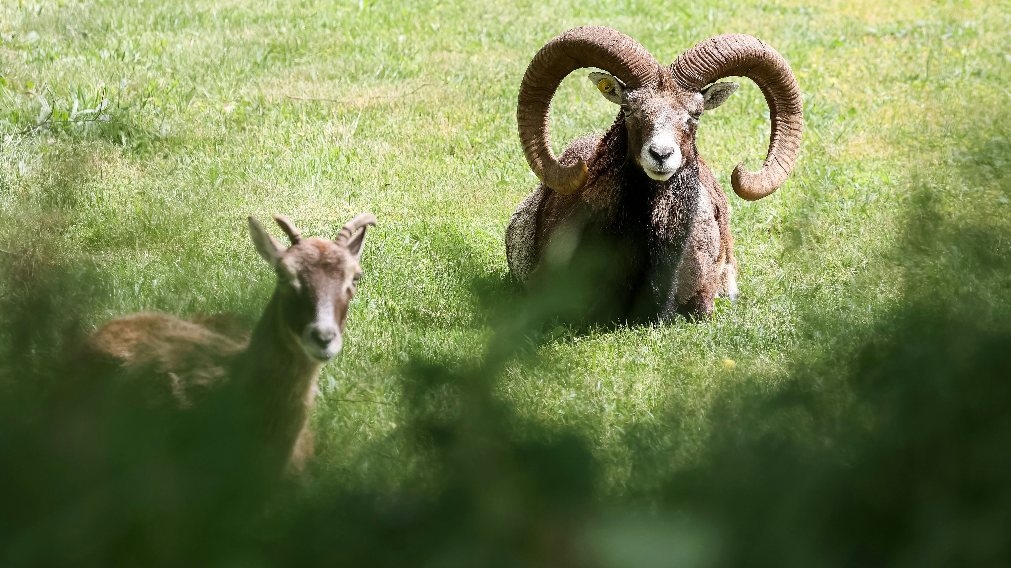 Unbekannte Täter töteten einen Muffelwidder.