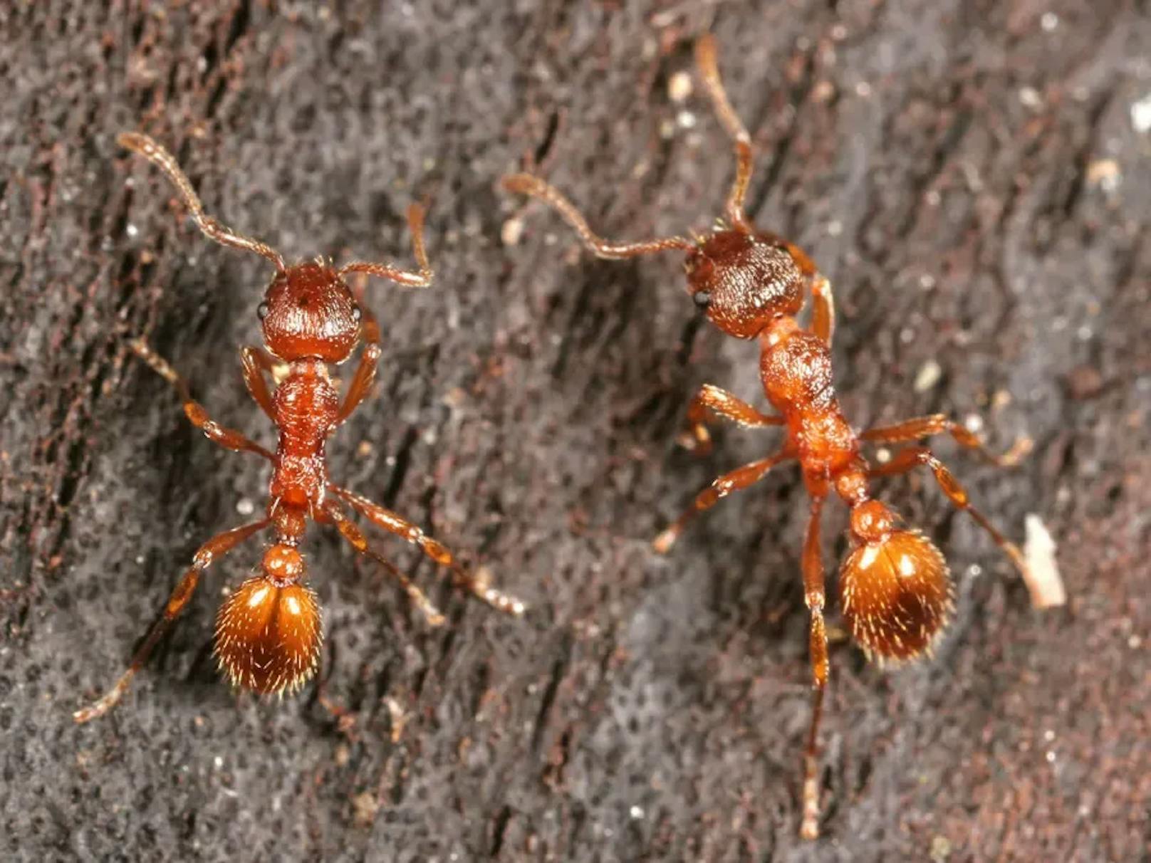 Offen ist auch, welche Art Ameisen zubiss. (Im Bild: Zwei Arbeiterinnen der Roten Gartenameise)