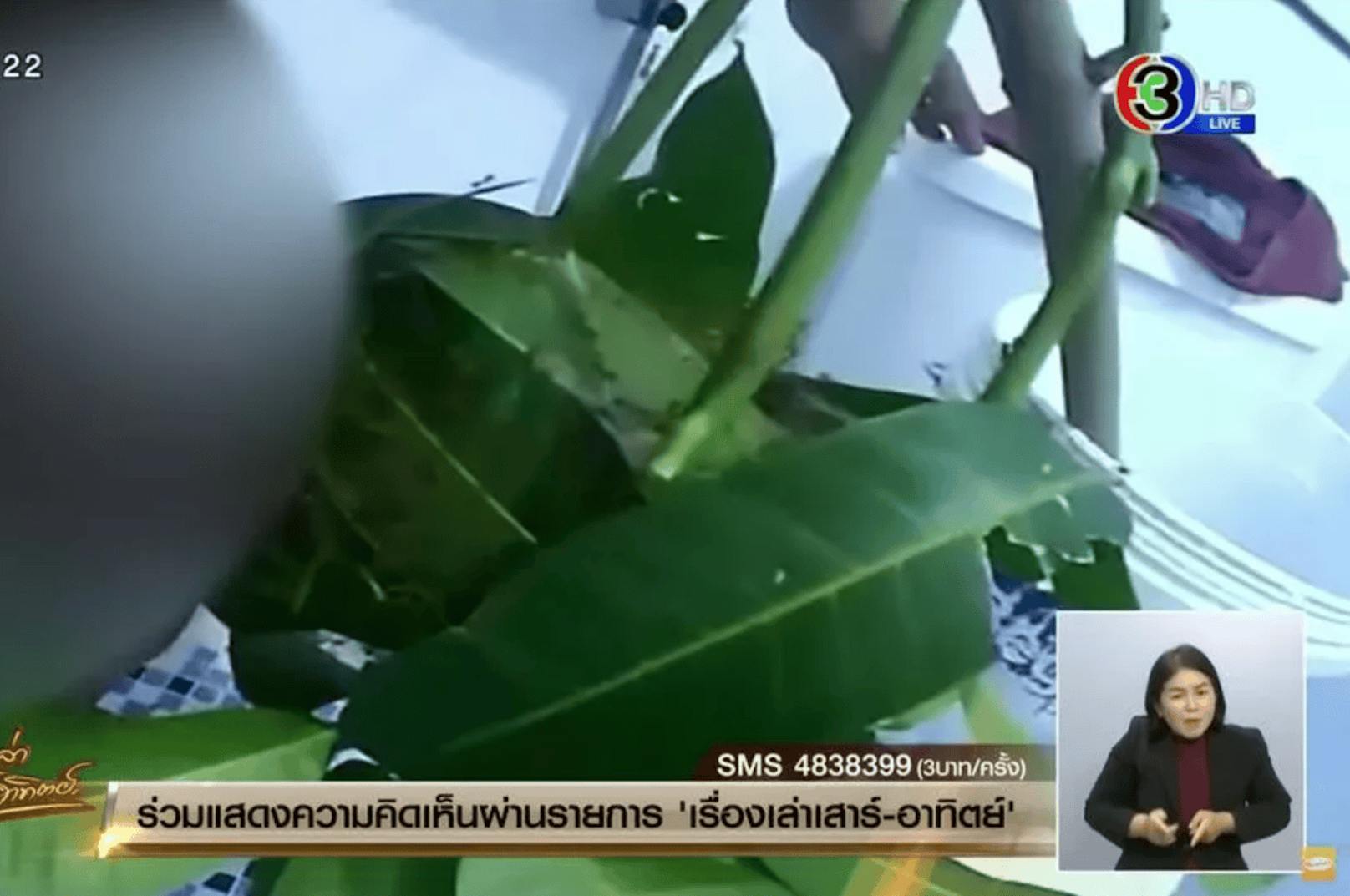 In diese von Ameisen besiedelten Blätter hat ein Mann seinen Penis gesteckt. Dabei filmte er sich auch noch. Thailändischen Medien zufolge soll es zwei Videos geben, die auf Social Media kursieren. (Im Bild: Ausschnitt aus der "Morningshow" von Channel 3 in Thailand)