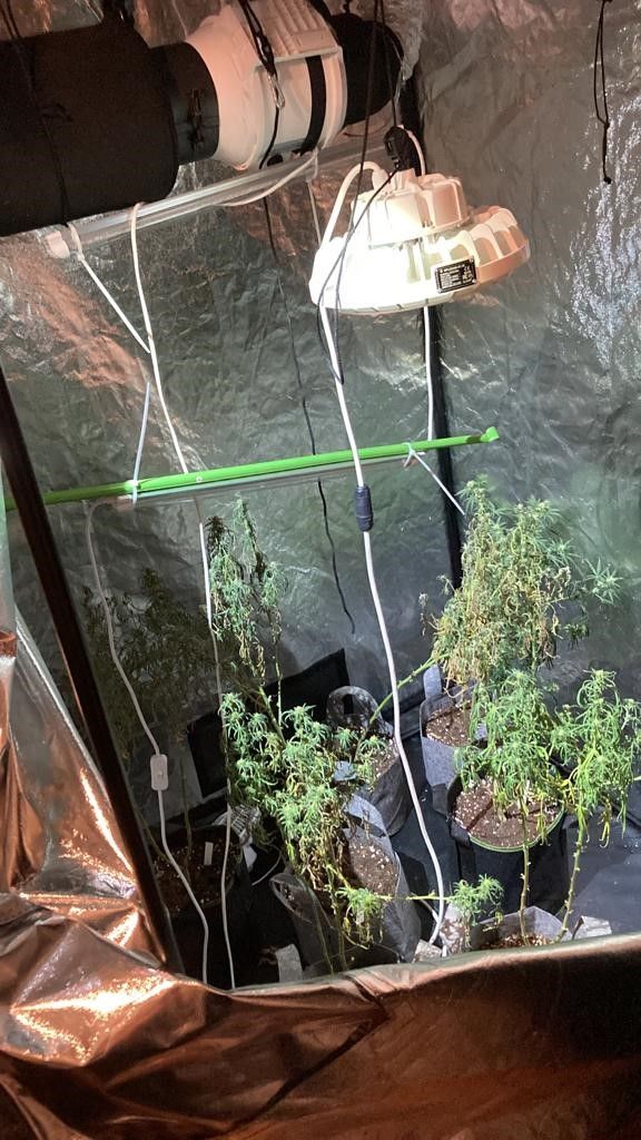 Die Polizei konnte eine Cannabis-Indoor-Aufzucht-Anlage sicherstellen. 