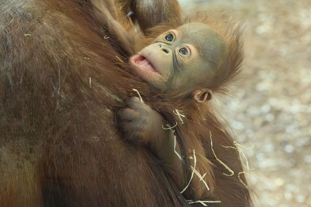 Trotz allem bekam das kleine Orang-Utan-Mädchen den Namen 