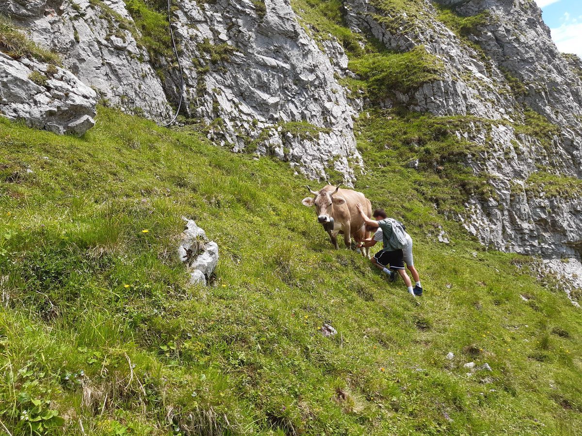 Die Bäuerin konnte ein Bild der Milchdiebe schießen – danach schlichen sie sich davon.