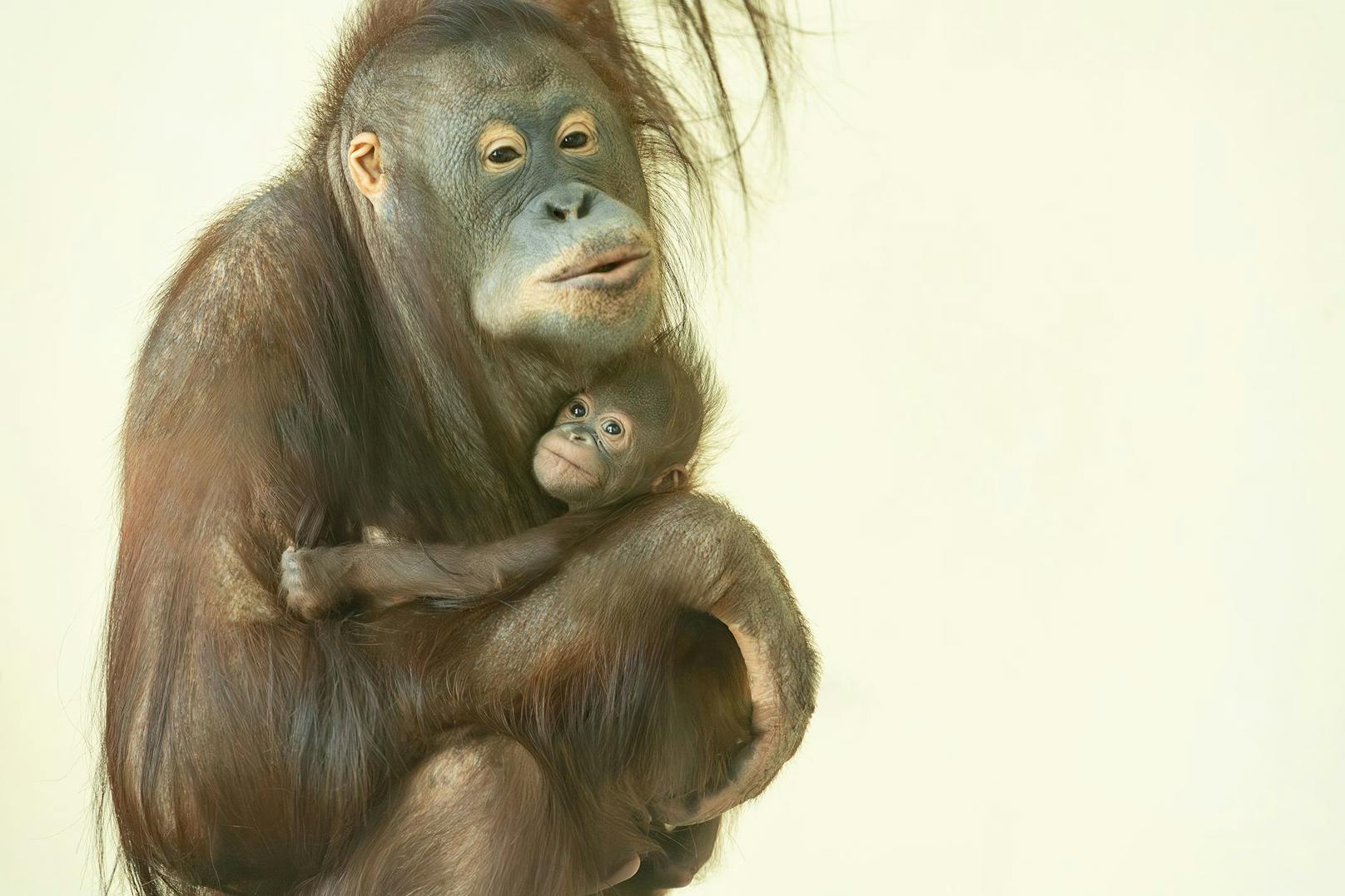 Vor rund einem Monat erblickte im Tiergarten Schönbrunn ein Orang-Utan-Jungtier das Licht der Welt.