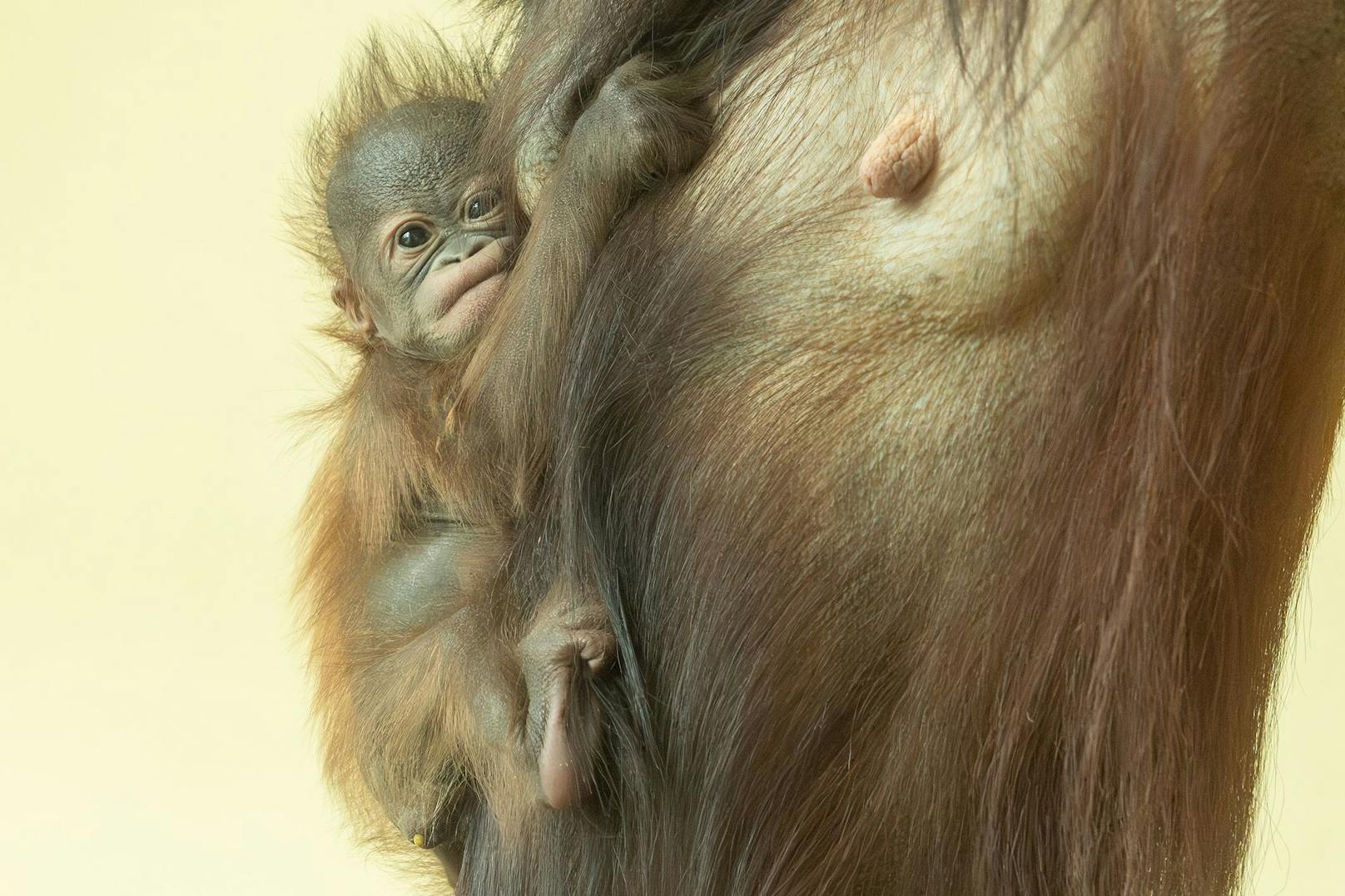 Orang-Utan-Weibchen versorgen ihren Nachwuchs selbstständig, ohne männliche Verstärkung.
