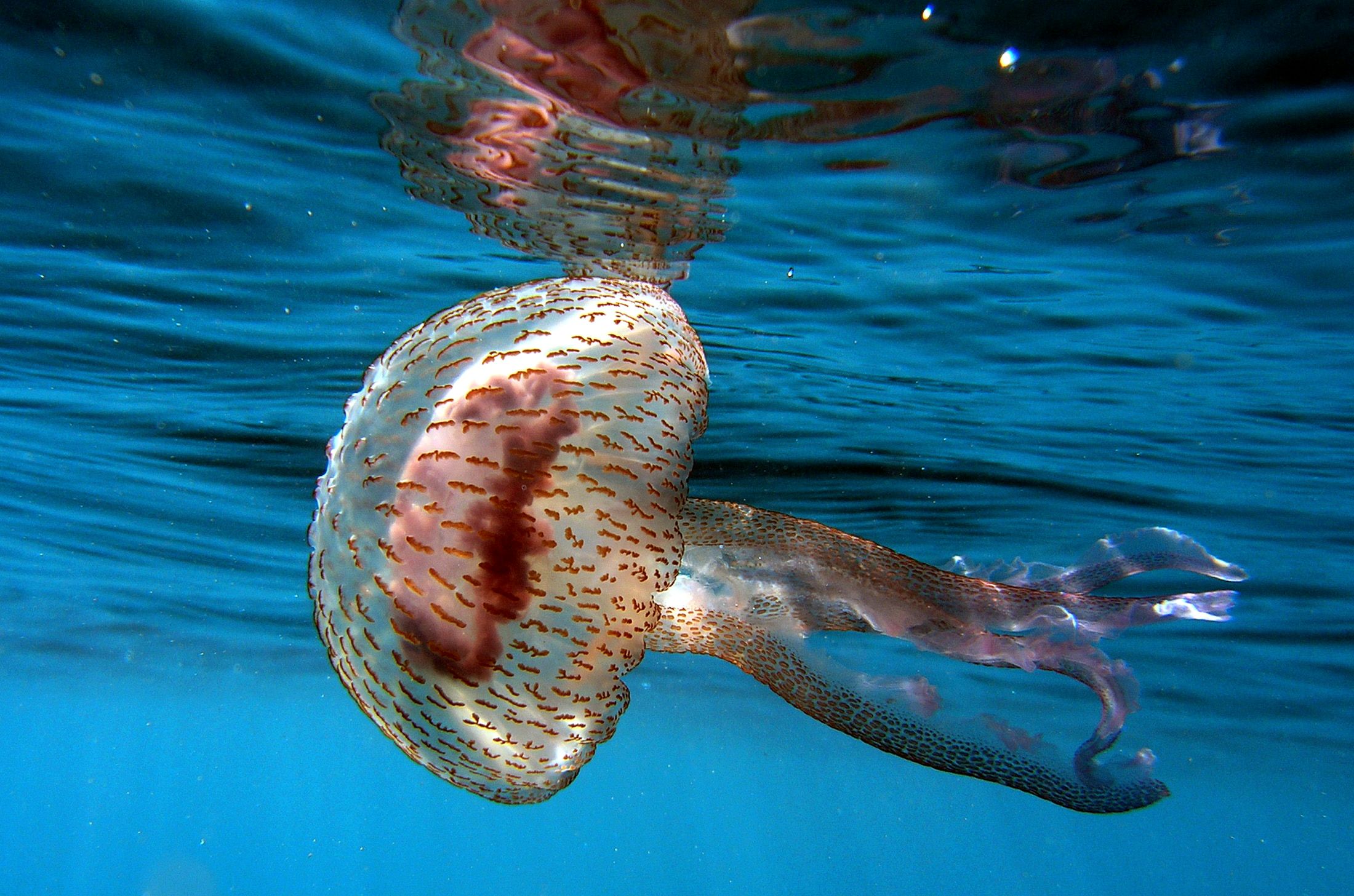 A medusa floats in the sea near the Adriatic town of Split, Croatia February  18 2005. Large number of jellyfish have been noticed in the Adriatic in last few months forcing local scientists to examine an eventual link with global warming.