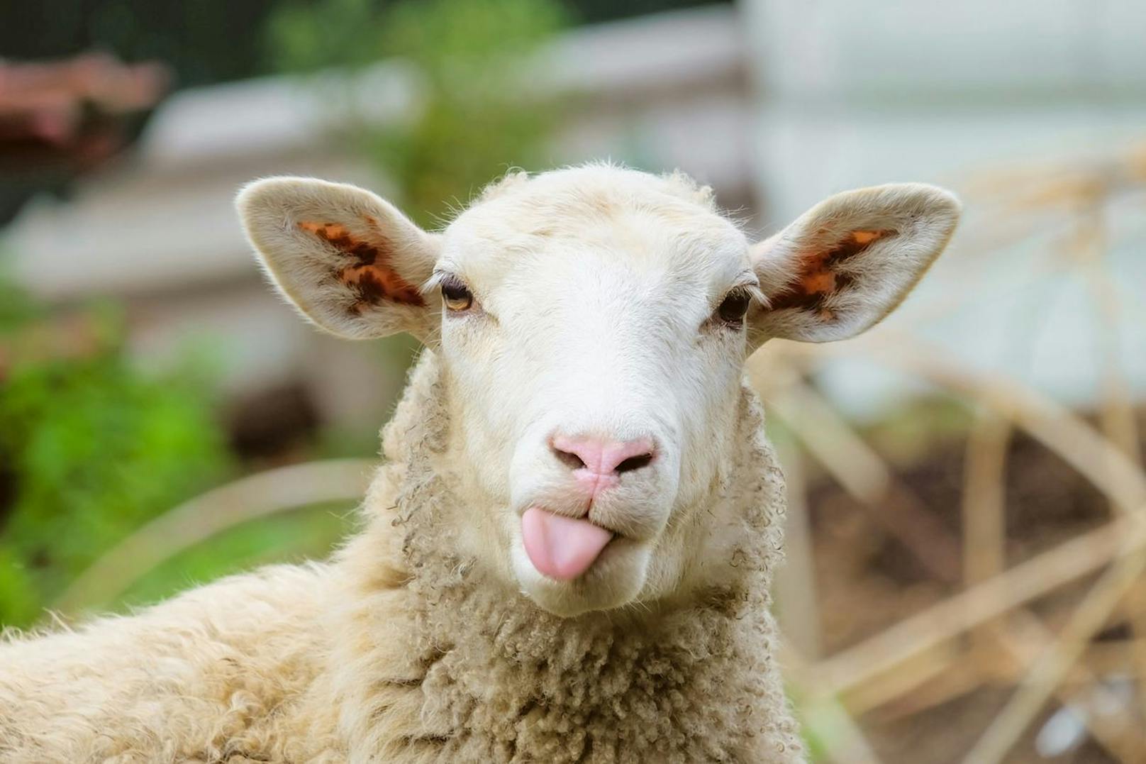 Entgegen der landläufigen Meinung sind Schafe alles andere als dumm. Sie erkennen sogar Gesichter auf Fotos, wissen welche Heilkräfte bestimmte Kräuter haben und trauern um Artgenossen.