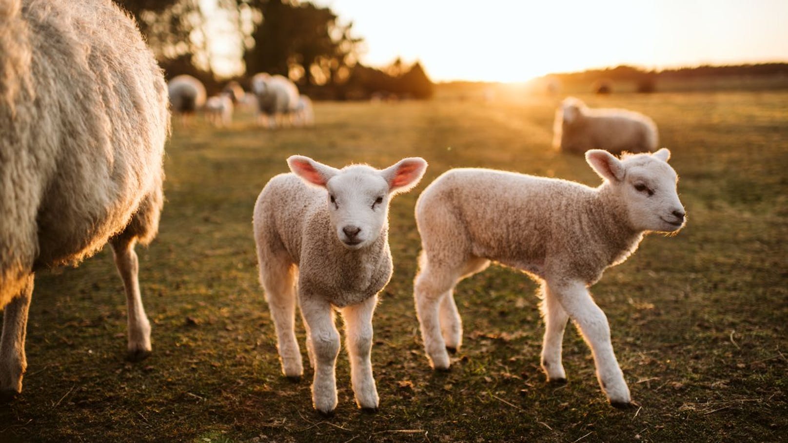 Das Osterlamm geht auf die Bibel zurück und Lämmer gelten generell als beliebtes Opfertier in der Geschichte - sie stehen für Frieden und Reinheit.