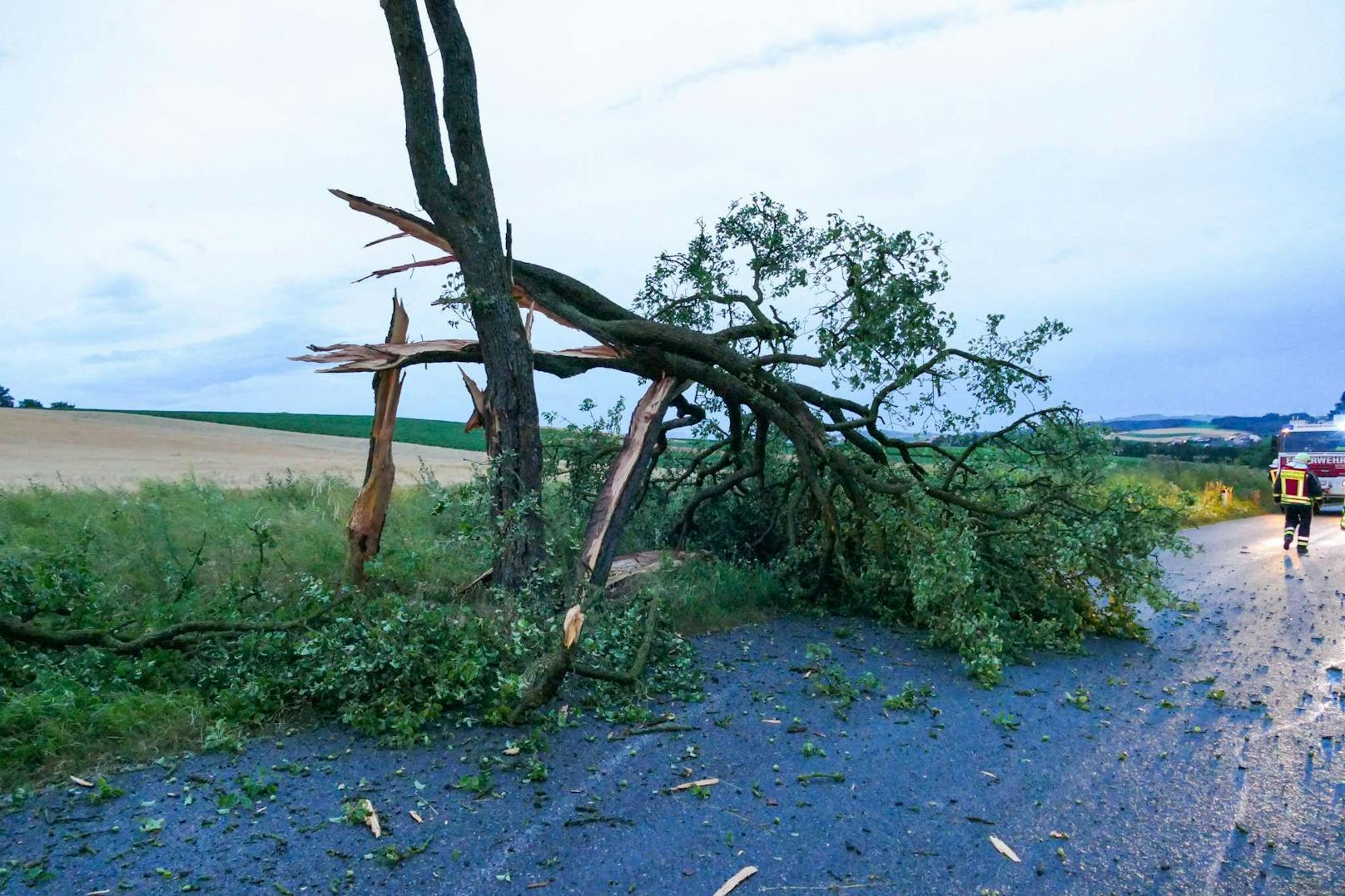 Sturm-Chaos in NÖ! Bäume geknickt wie Streichhölzer