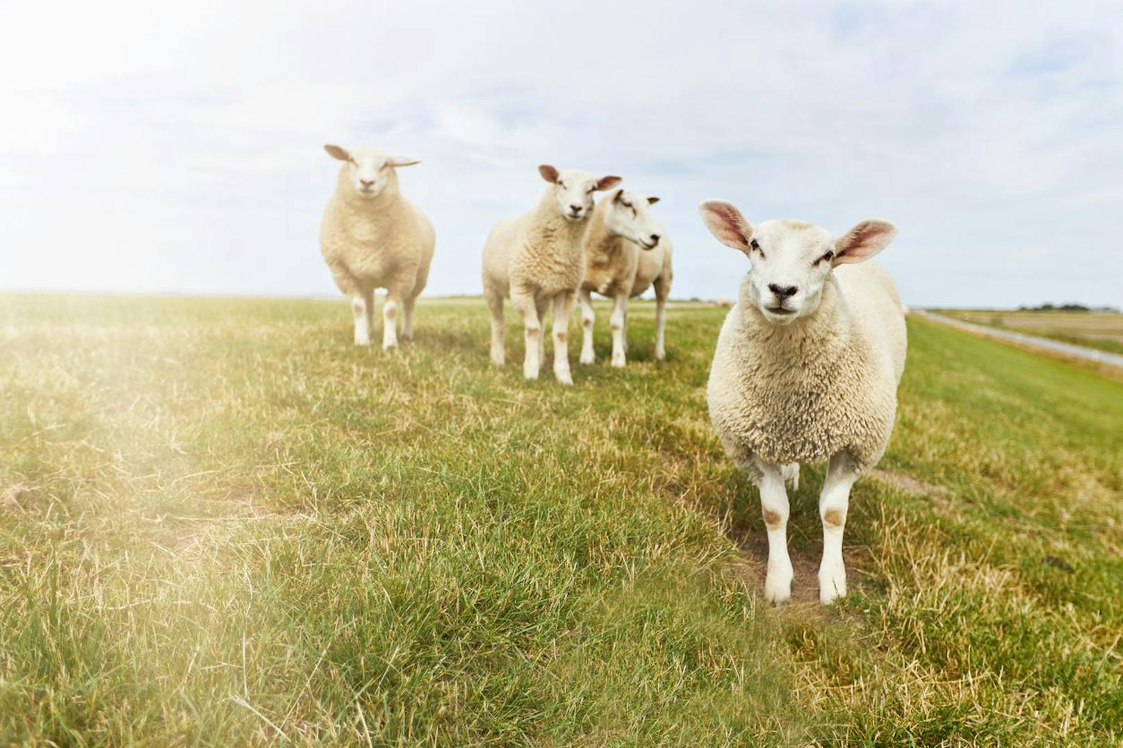 Schafe schubsen – hier wird es von Urlaubern erwartet