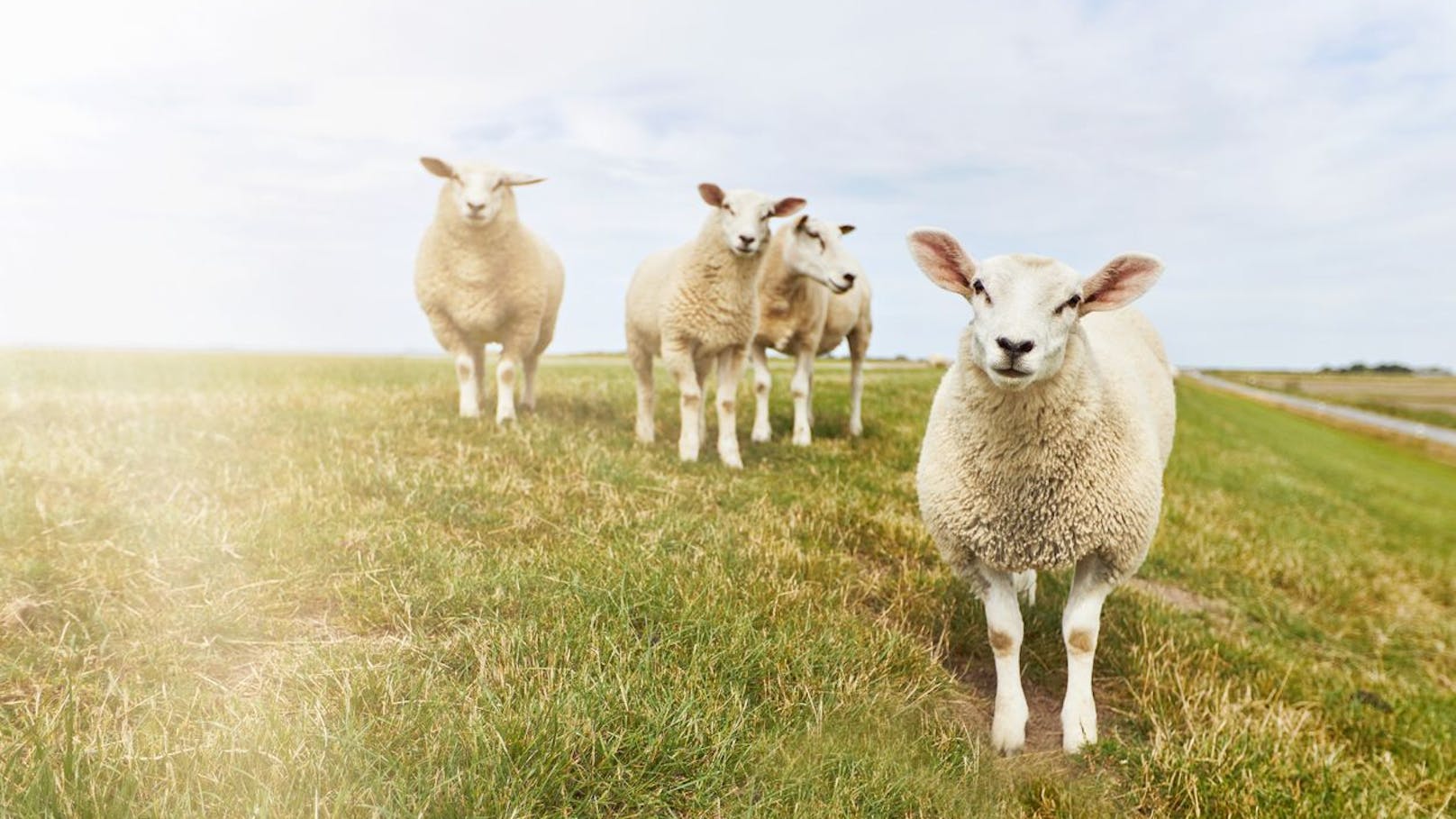 Die Schafe an der Nordseeküste in Niedersachsen brauchen offenbar manchmal einen kleinen Schubs.