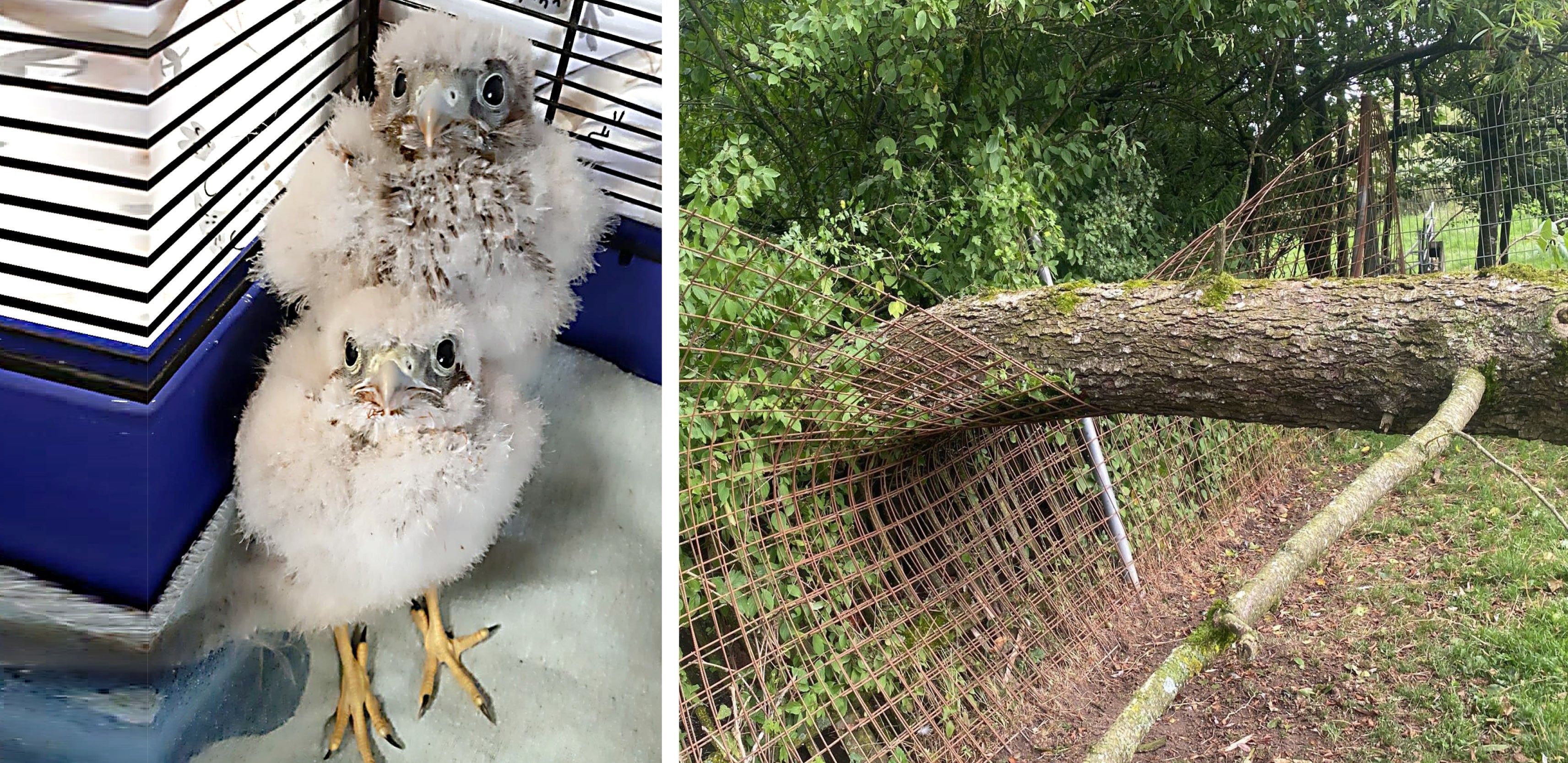 Das Unwetter hat sie arg erwischt: die kleinen Falken und ein Zaun der Tierschutzorganisation Pfotenhilfe.