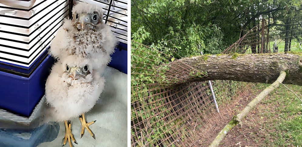 Das Unwetter hat sie arg erwischt: die kleinen Falken und ein Zaun der Tierschutzorganisation Pfotenhilfe.