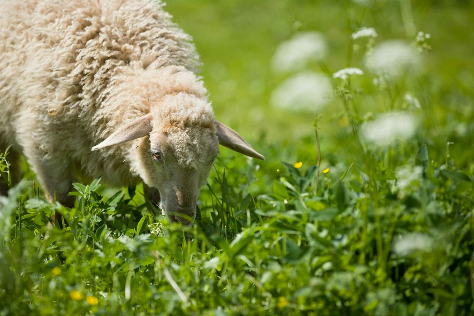 Schafe werden als natürliche Rasenmäher immer beliebter. Sie halten die Grasnabe sehr kurz, weshalb die Halme dichter und dichter nachwachsen. 