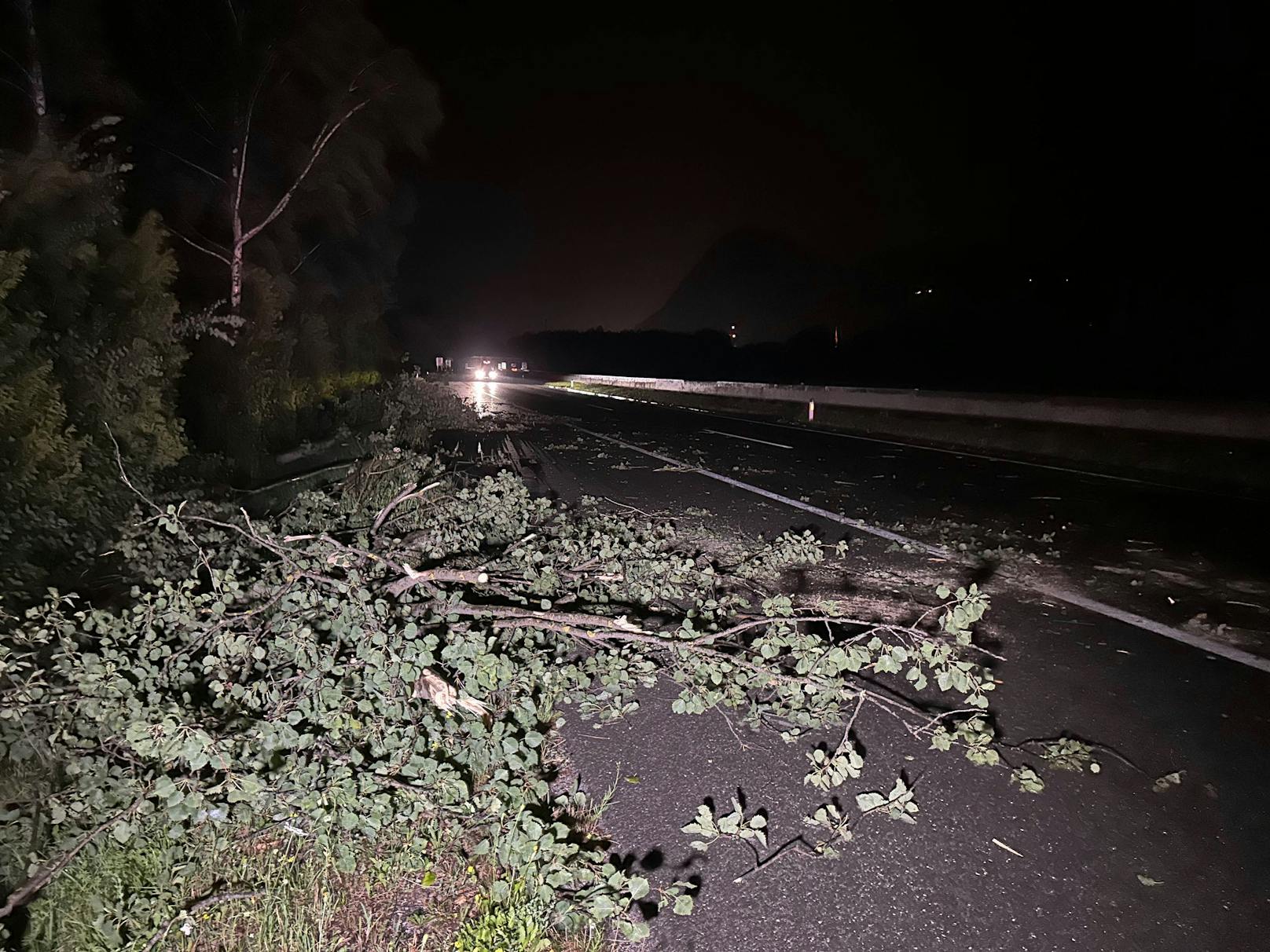 Das Unwetter entwurzelte zahlreiche Bäume.