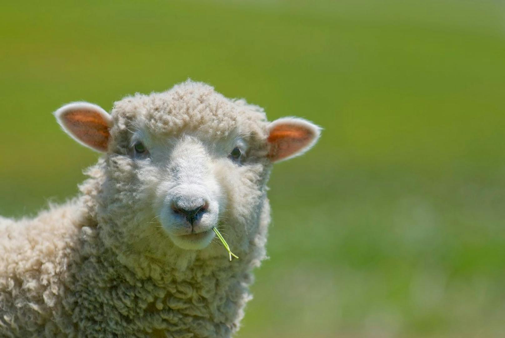 Das Schaf wurde bereits vor etwa 10.000 Jahren domestiziert und ist deshalb das älteste Haustier der Welt.