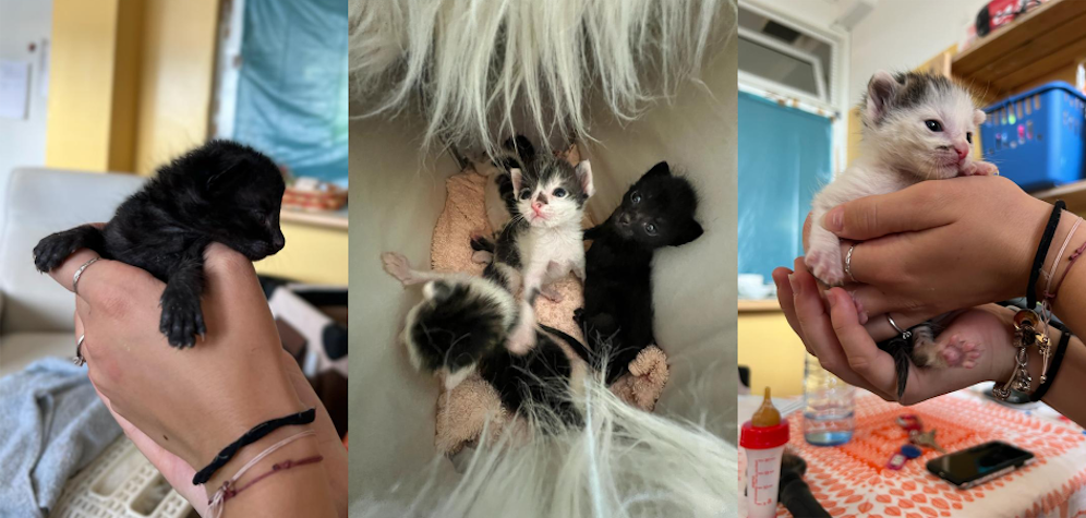 Die Donauinsel-Kätzchen haben mittlerweile ihre Äuglein geöffnet.