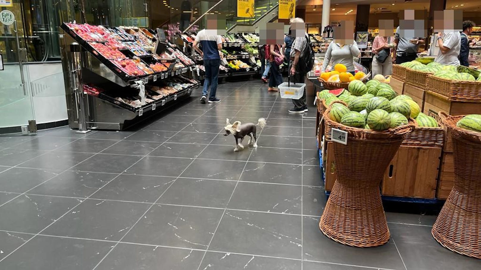 Im Shop herrschte tierische Aufregung – bis sein Frauchen Lena ihren Hund wieder fand.