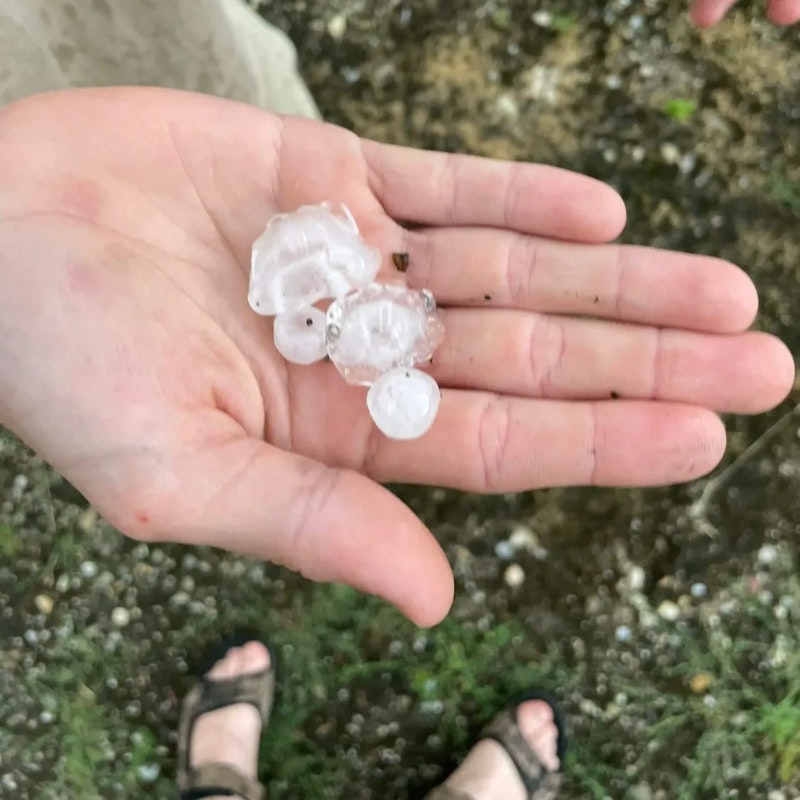 Schäden in Landwirtschaft durch Unwetter am 12. und 13. Juli 2023: Im Bild Hagel in Oberösterreich.