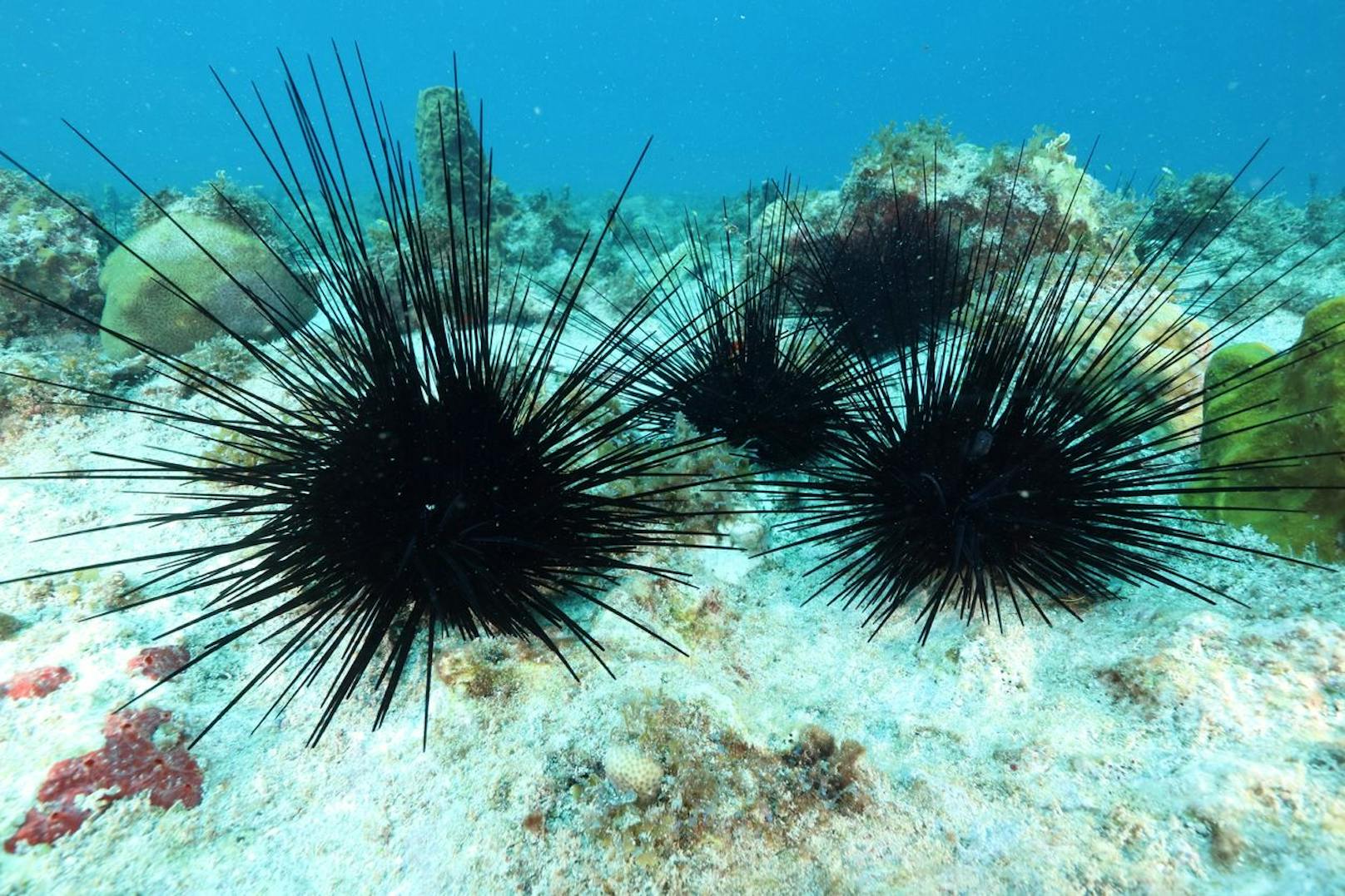 Der <strong>Seeigel</strong> sollte nicht vergessen werden, denn jeder weiß wie unangenehm die brechenden Stacheln im Fuß sein können.